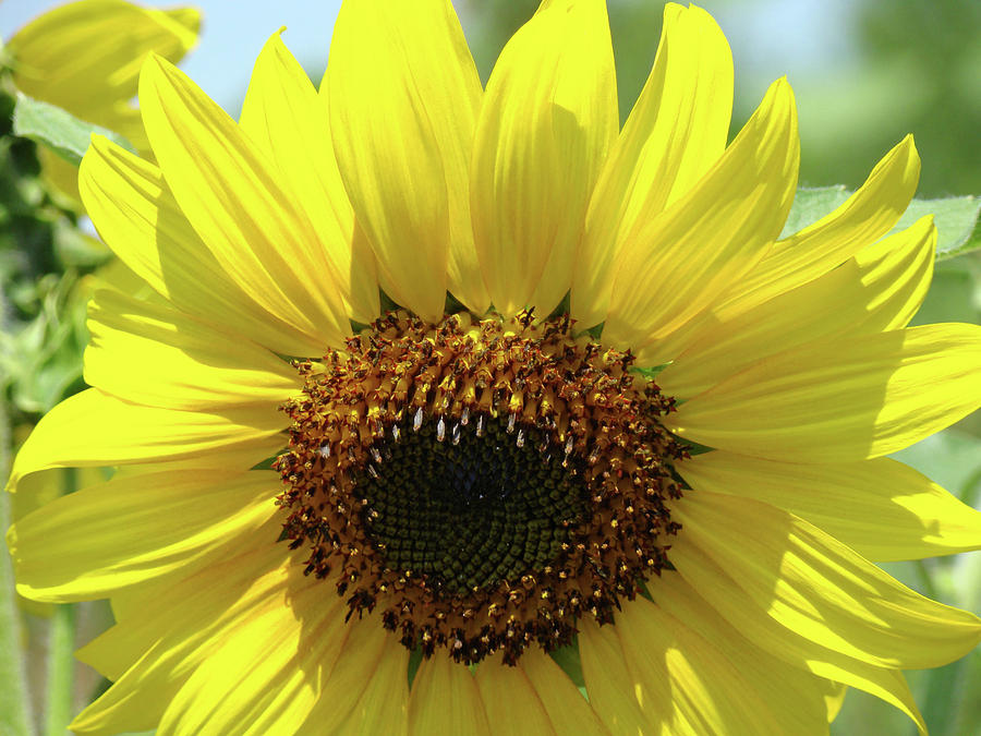 Sunflower Photograph - SUN FLOWER GLOW Art Print Summer Sunflowers Baslee Troutman by Patti Baslee