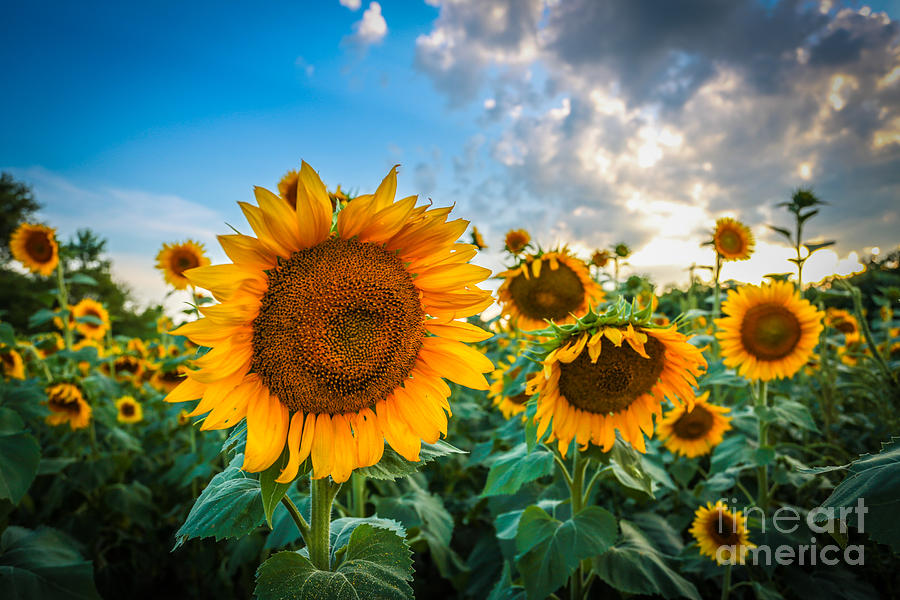 Sunflower Photograph - Sun Flower Glow by Mina Isaac