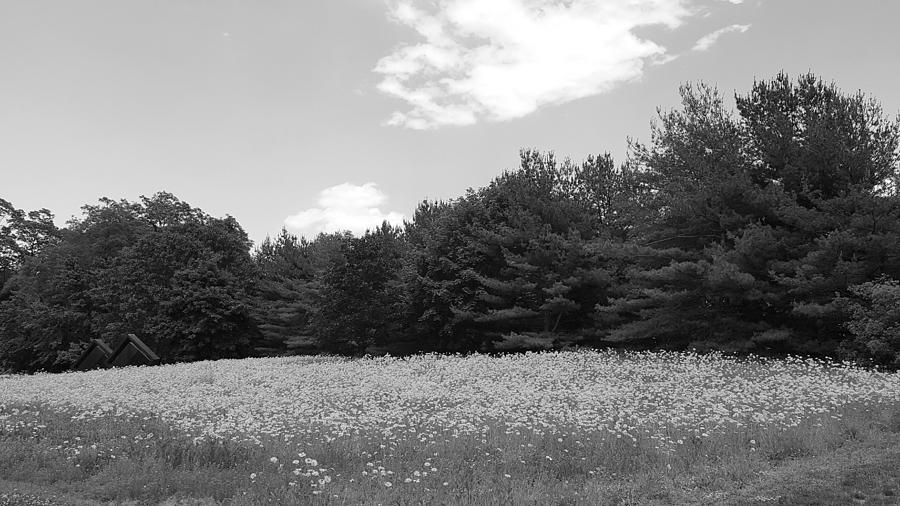 SUN FLOWER HILL in BLACK AND WHITE Photograph by Rob Hans