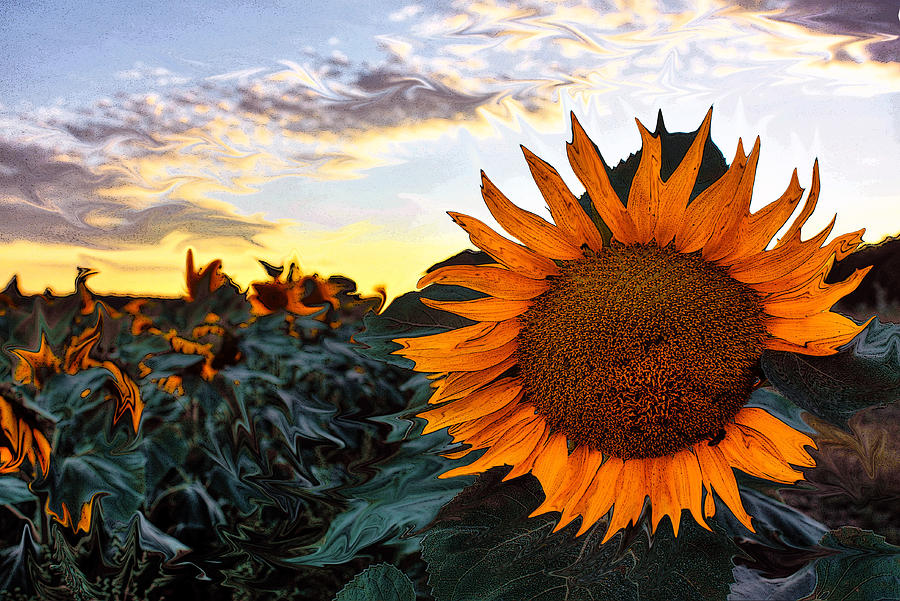 Sun Flower Liquid. Photograph by David Matthews