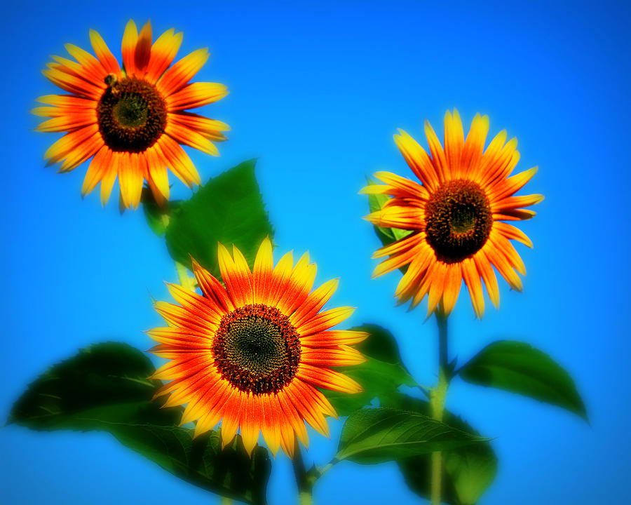 Sun Flower Photograph