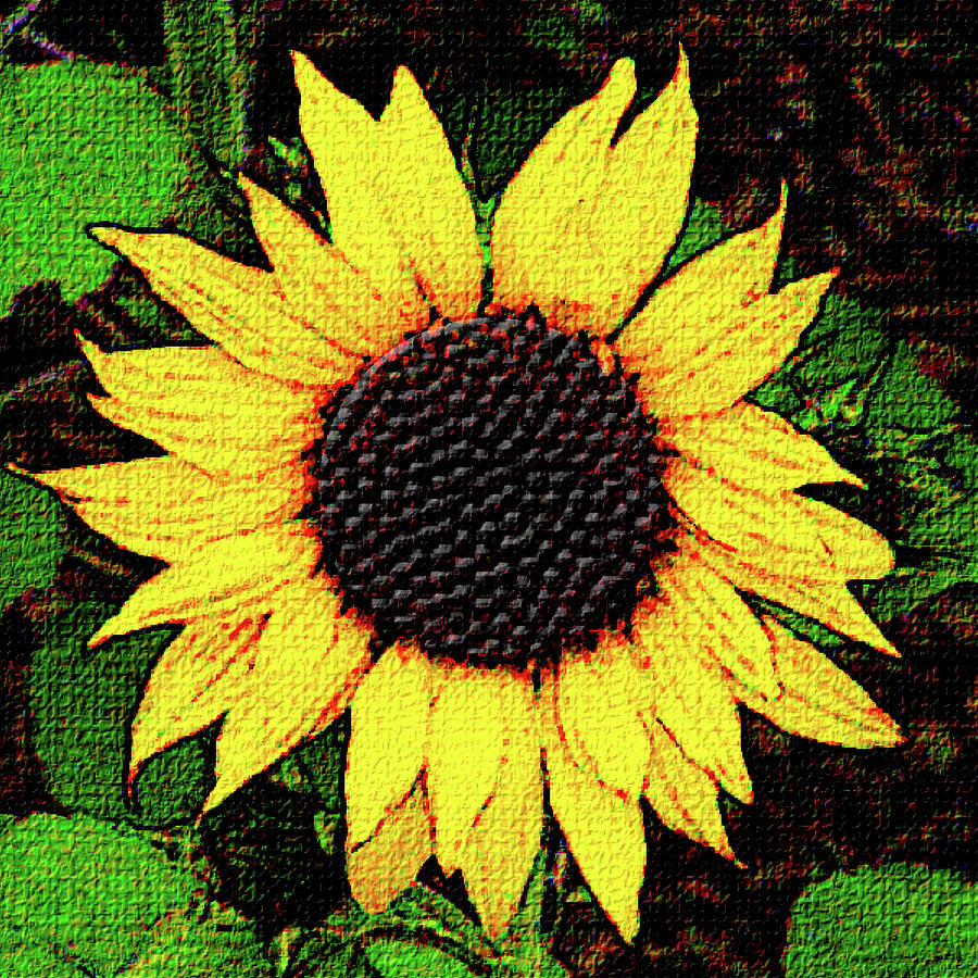 Sun Flower Digital Art by Rod Whyte