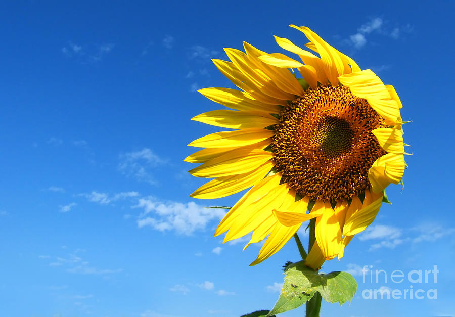 Sun Flower With Wind Photograph By Chaitawat Pawapoowadon