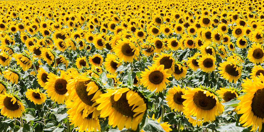 Flower Photograph - Sun Flowers Aplenty by Tim Wilson
