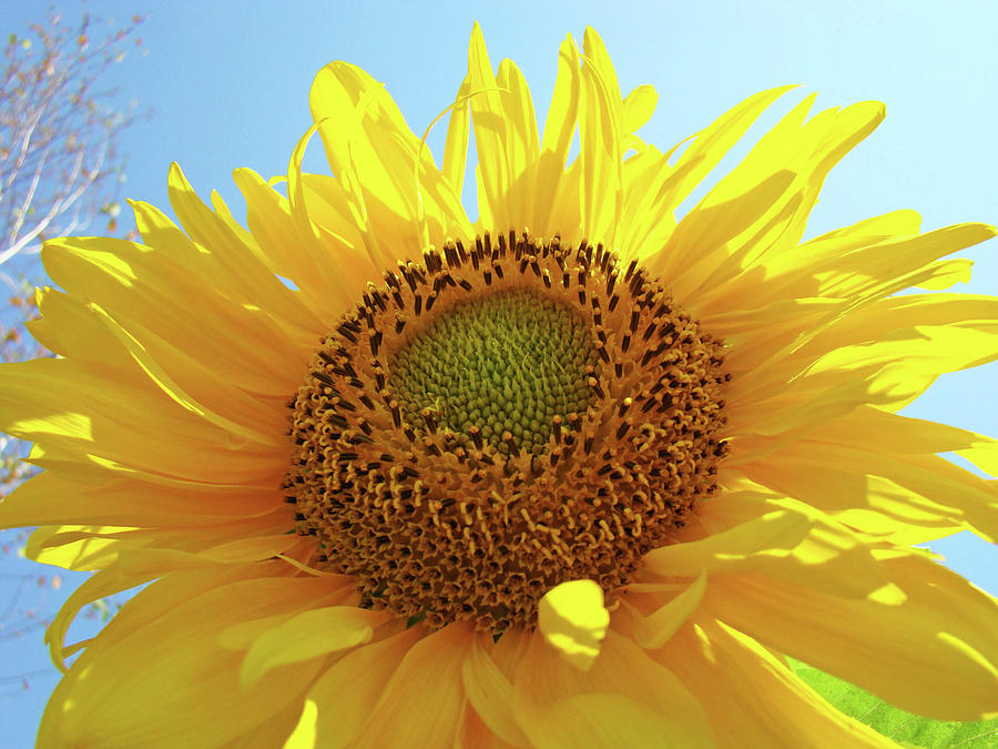 Sun Flowers Art Sunflower Giclee Prints Baslee Troutman Photograph