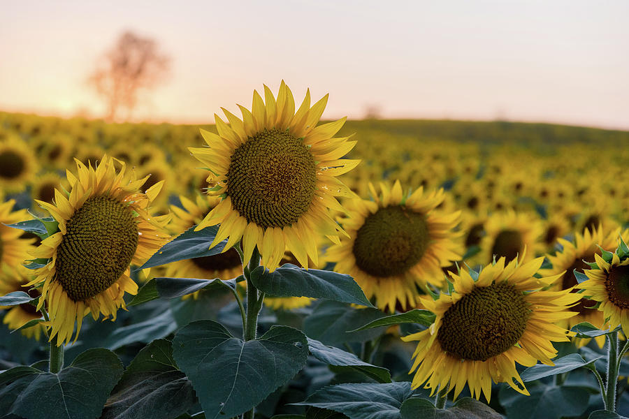 Sun Flowers iii Photograph by Ryan Heffron