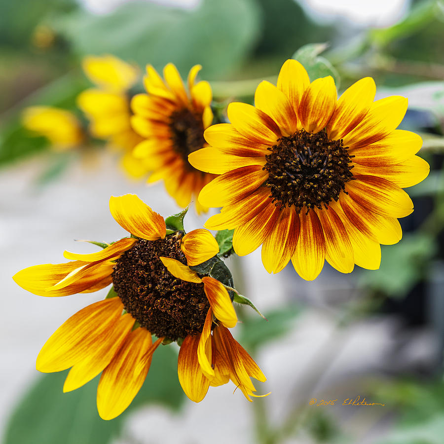 Sun Flowers In Bloom Photograph by Ed Peterson