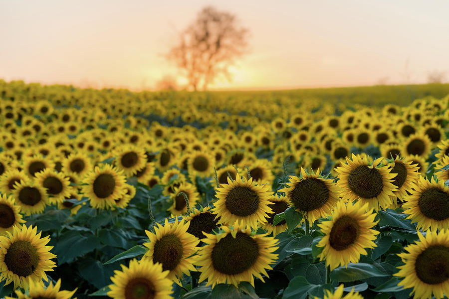 Sun Flowers iv Photograph by Ryan Heffron