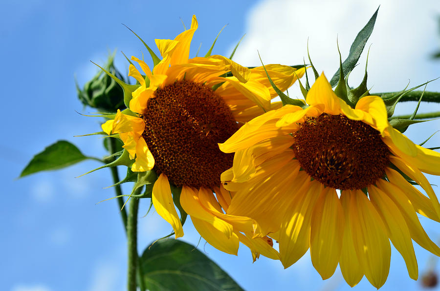 Sun Flowers Photograph by La Dolce Vita