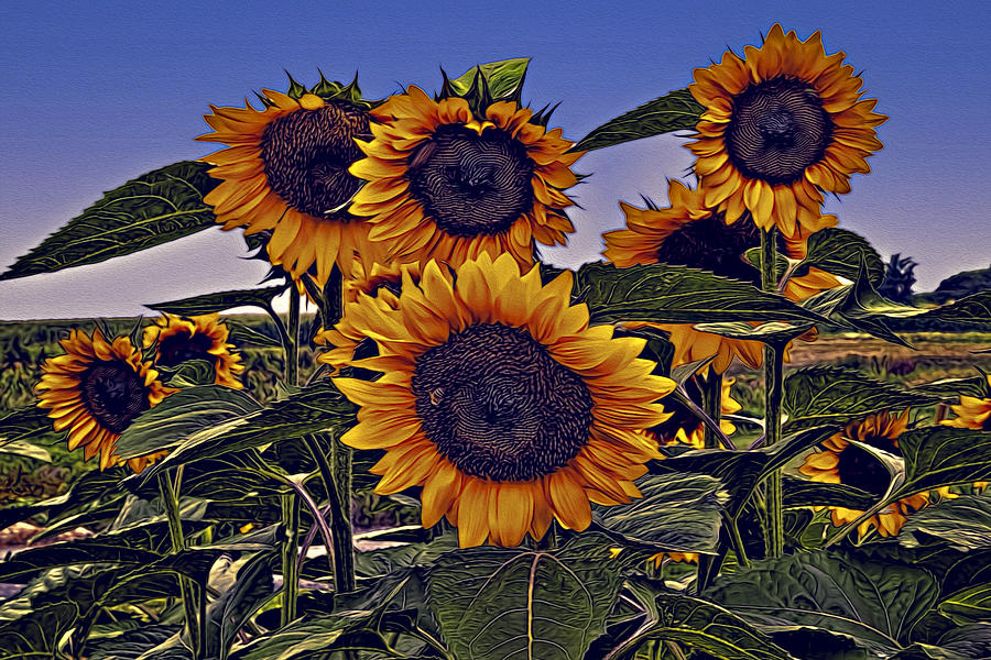 Sun Flowers Photograph by Maria Coulson