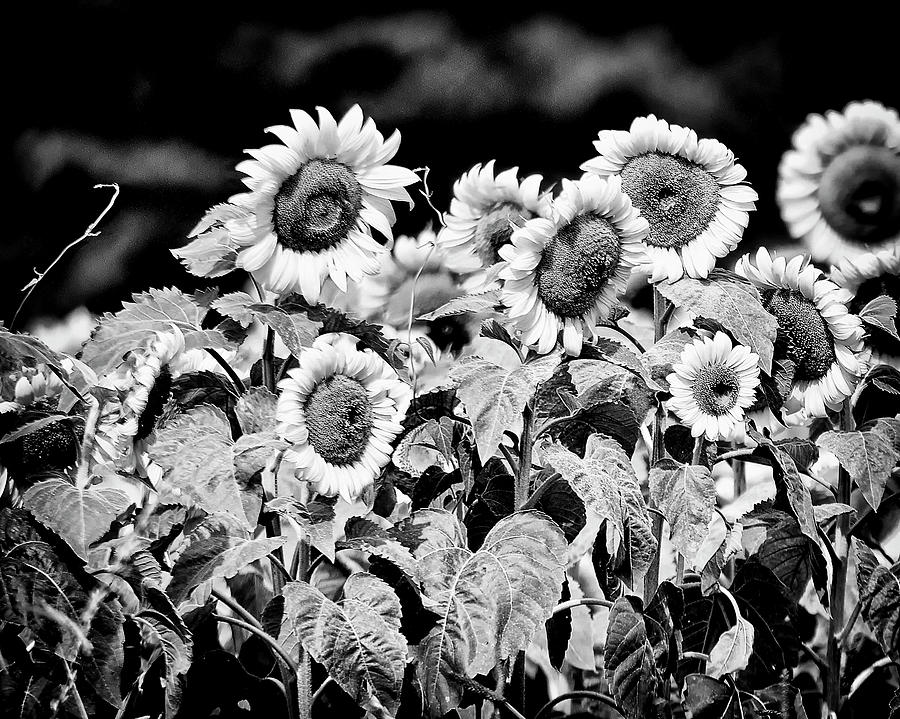 Sun Flowers Pyrography by Maria FERNANDEZ - Fine Art America