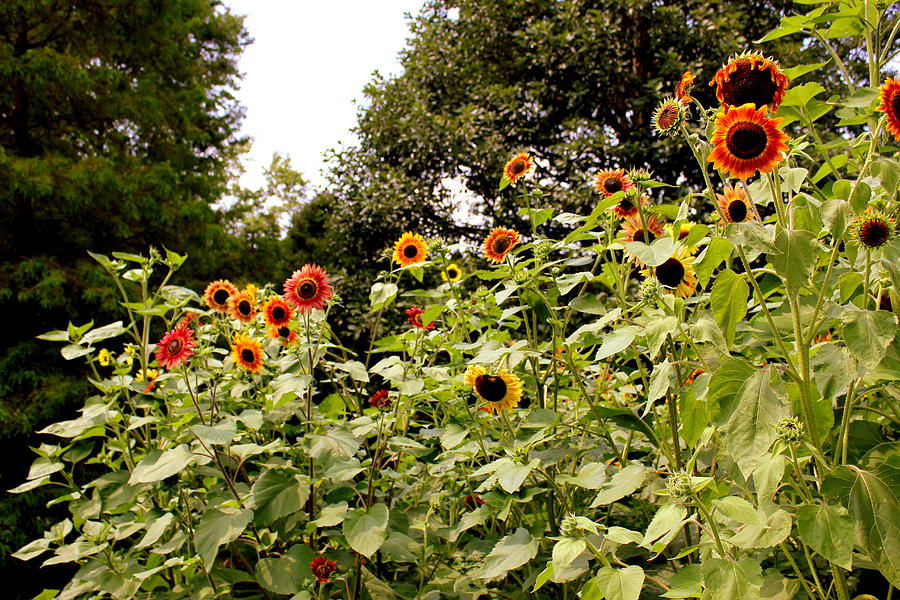Sun Flowers of Chanticleer Photograph by Deborah  Crew-Johnson
