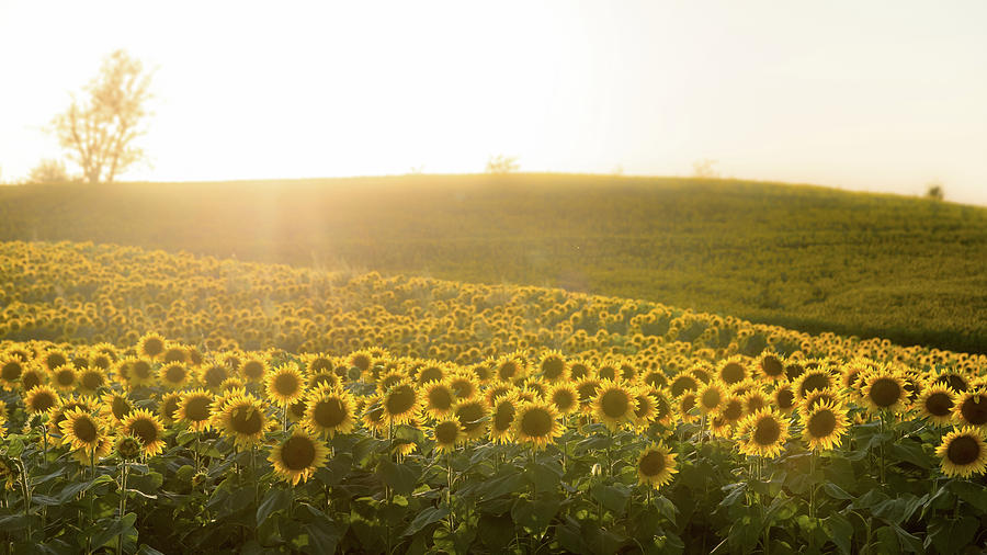 Sun Flowers Photograph by Ryan Heffron