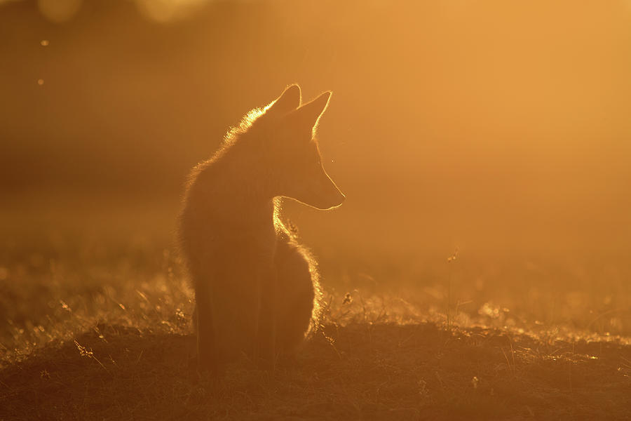 Sun Gazing Fox Photograph by Roeselien Raimond