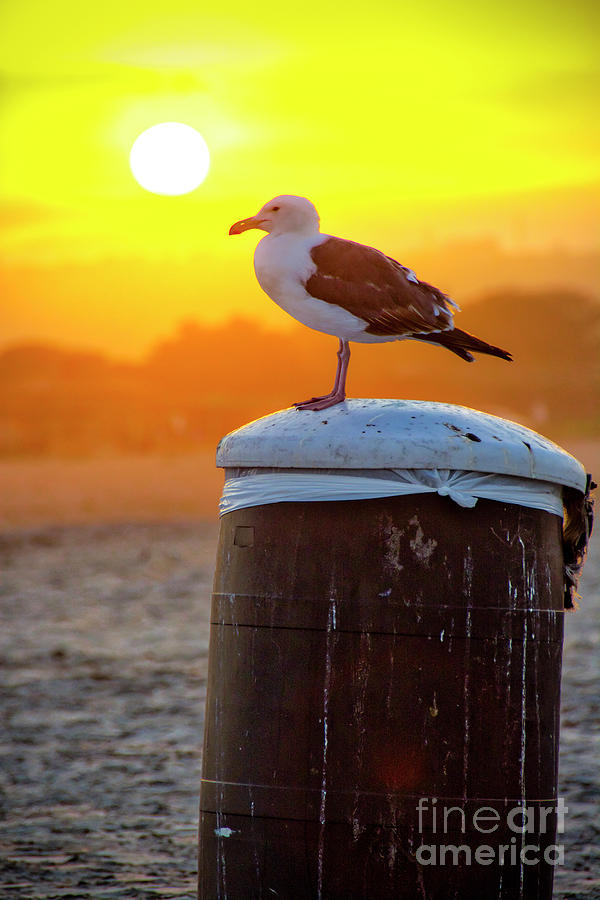 Sun Gull Photograph by Ken Johnson