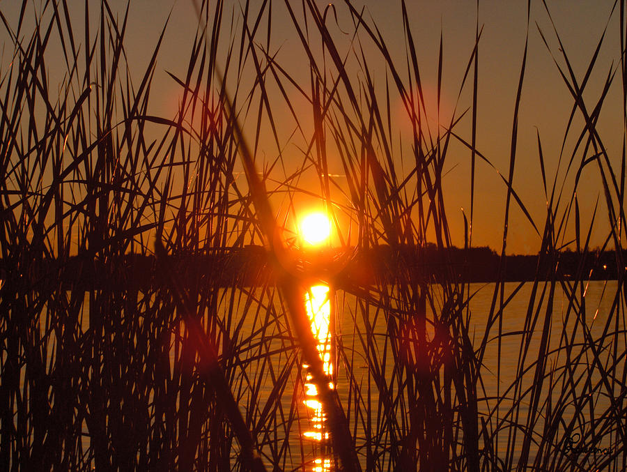 Sun in Reeds Photograph by Andrea Lawrence