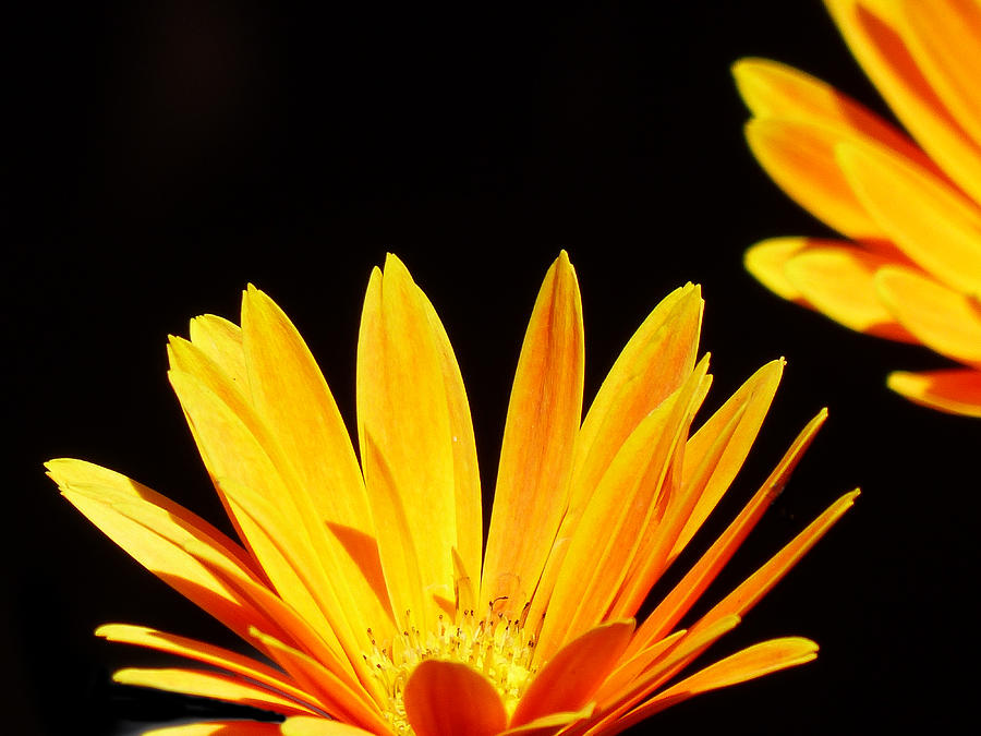 Flower Photograph - Sun in the dark by Lynn Colwell