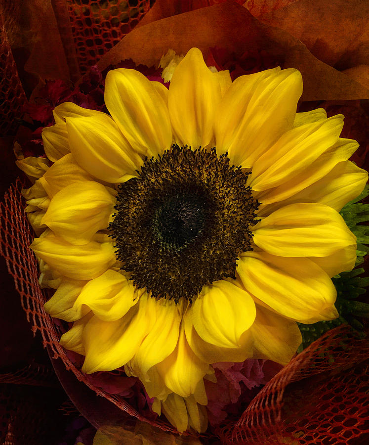 Sunflower Photograph - Sun In The Flower by Arlene Carmel