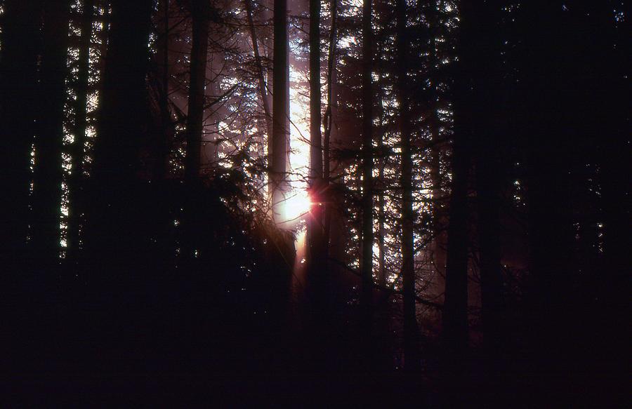 Sun In The Forest  Photograph by Lyle Crump