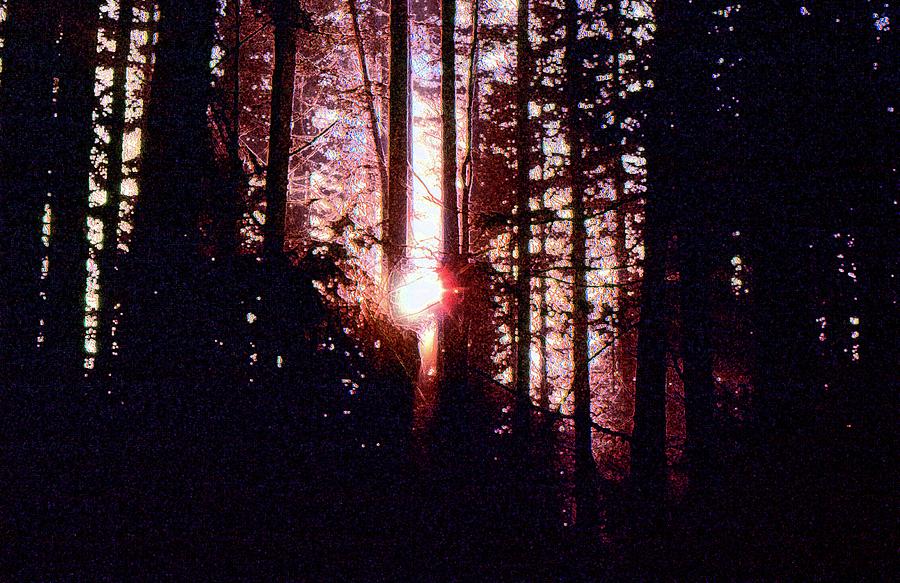 Sun In The Forest Two  Digital Art by Lyle Crump
