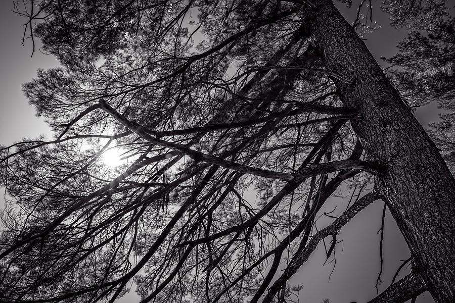 Sun In The Pines Photograph by Bob Orsillo