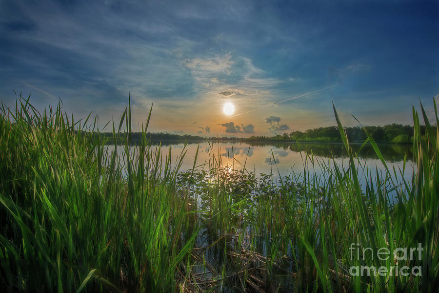 Sun in the Reeds Photograph by David Arment