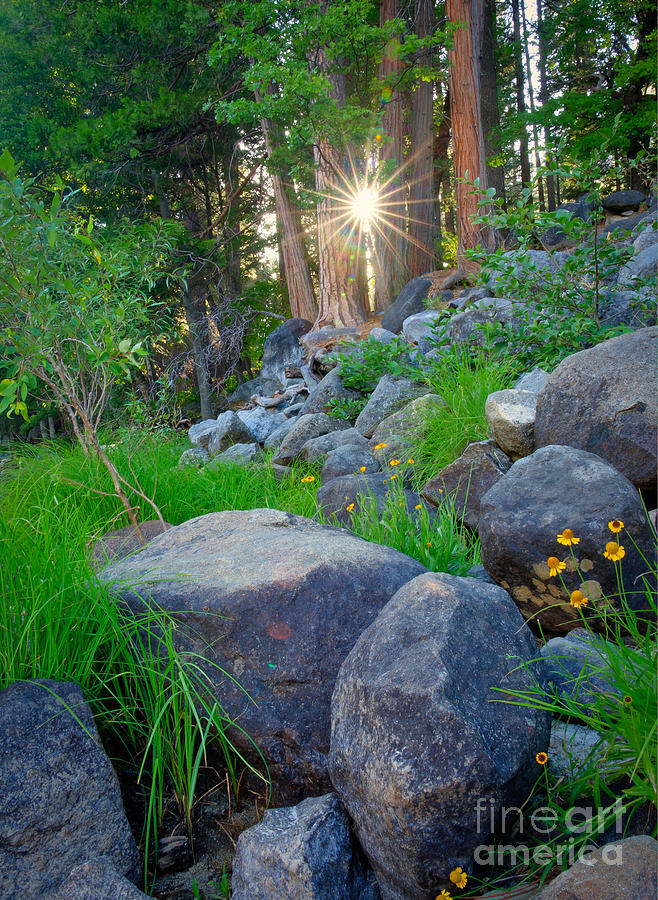 Sun in the Sequoias Photograph by Idaho Scenic Images Linda Lantzy