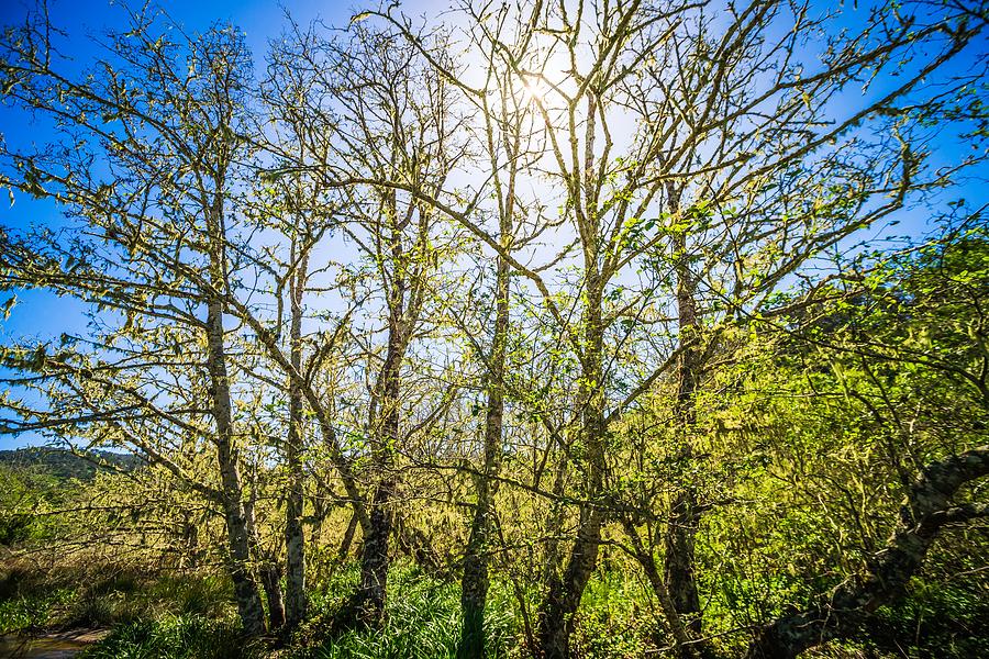 Sun Is Shining Through Cypres Trees Near Muir Woods California Photograph by Alex Grichenko