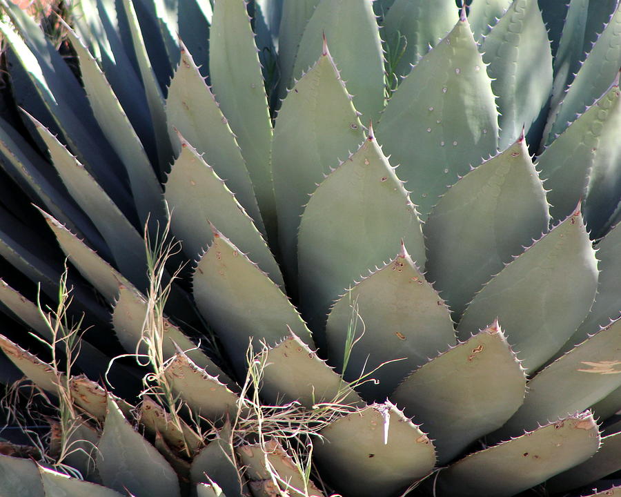 Sun-kissed Agave Photograph by Colleen Cornelius Sun-kissed Agave Photograph by Colleen Cornelius