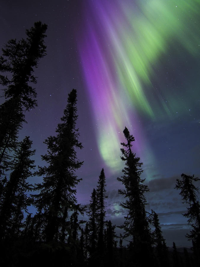 Sun-Kissed Aurora Above the Spruces Photograph by Ian Johnson
