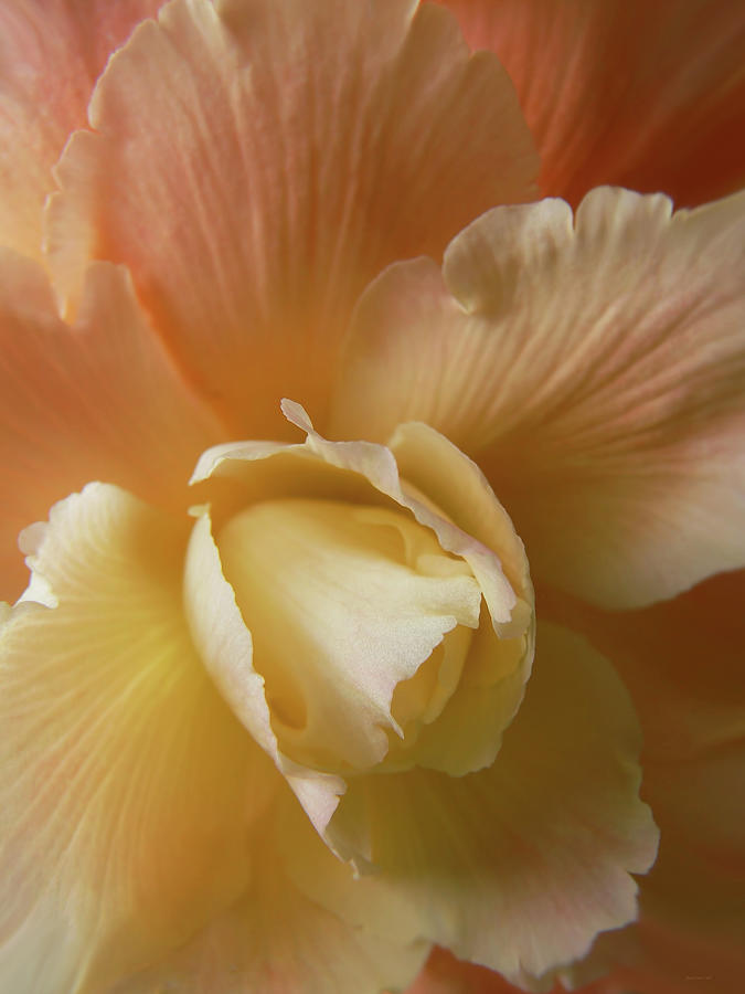 Summer Photograph - Sun Kissed Begonia Flower by Jennie Marie Schell