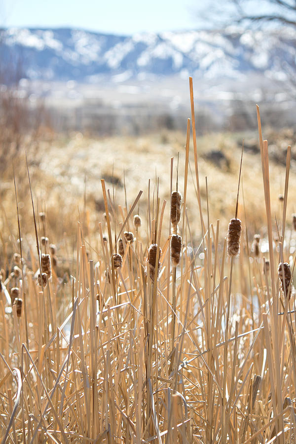 Sun Kissed Cattails - Casper Wyoming Photograph by Diane Mintle