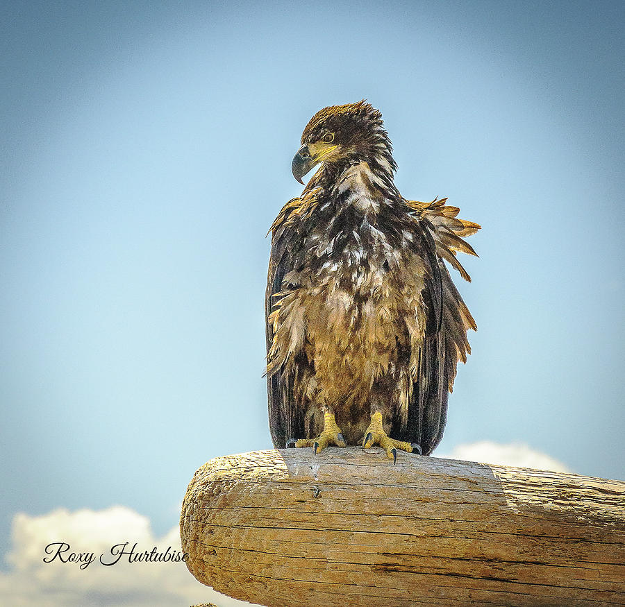 Sun Kissed Eagle Photograph by Roxy Hurtubise