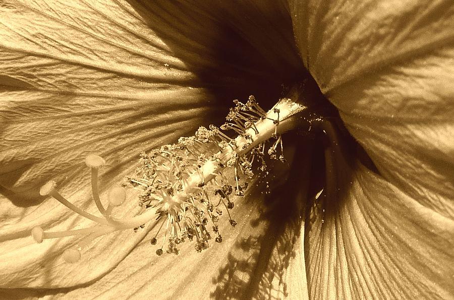 Sun Kissed Hybiscus Photograph by Lori Seaman