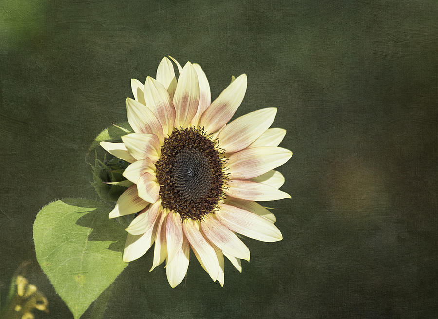 Sunflower Photograph - Sun Kissed by Kim Hojnacki