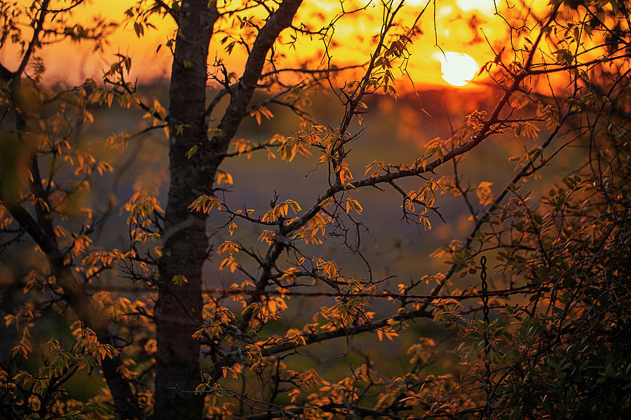 Sun Kissed Leaves Photograph by Deon Grandon