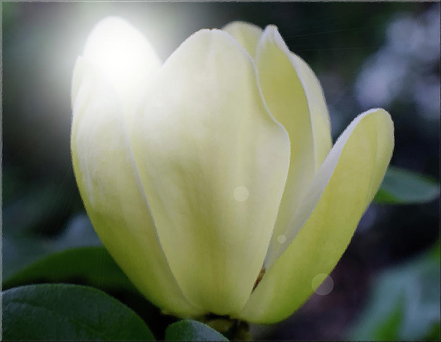 Sun Kissed Magnolia Photograph by Jimmy Chuck Smith