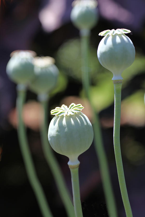 Sun Kissed Poppy Pods Photograph by Tammy Pool