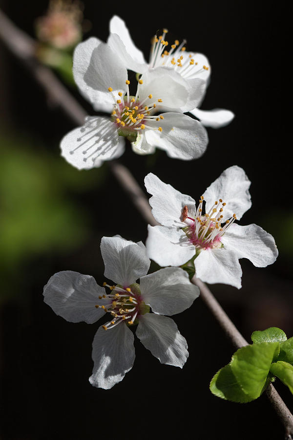 Sun-kissed Spring blossoms Photograph by Vanessa Thomas