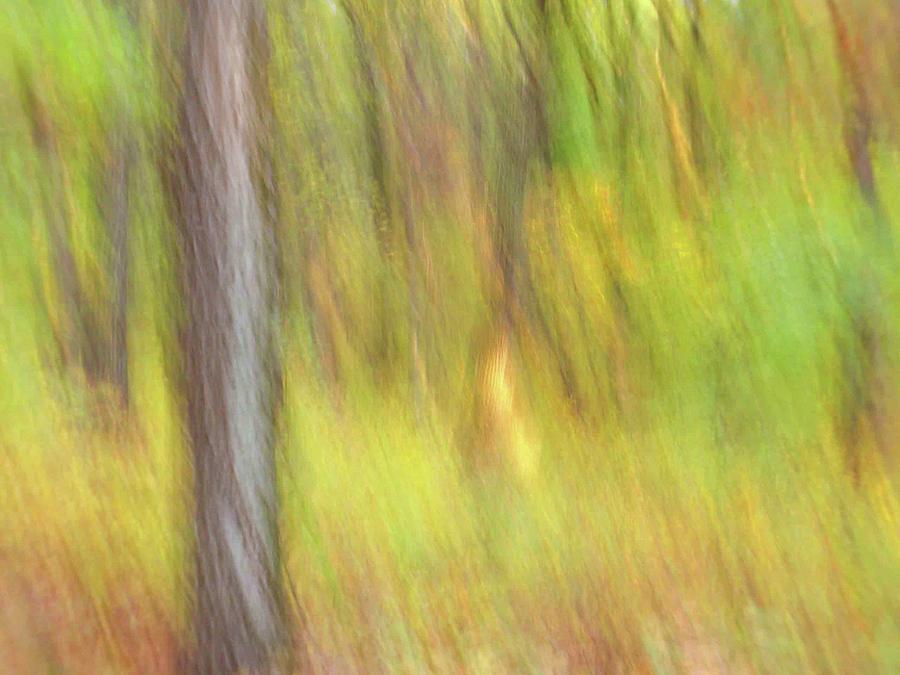 Sun Kissed Tree by Bernhart Hochleitner Sun Kissed Tree by Bernhart Hochleitner