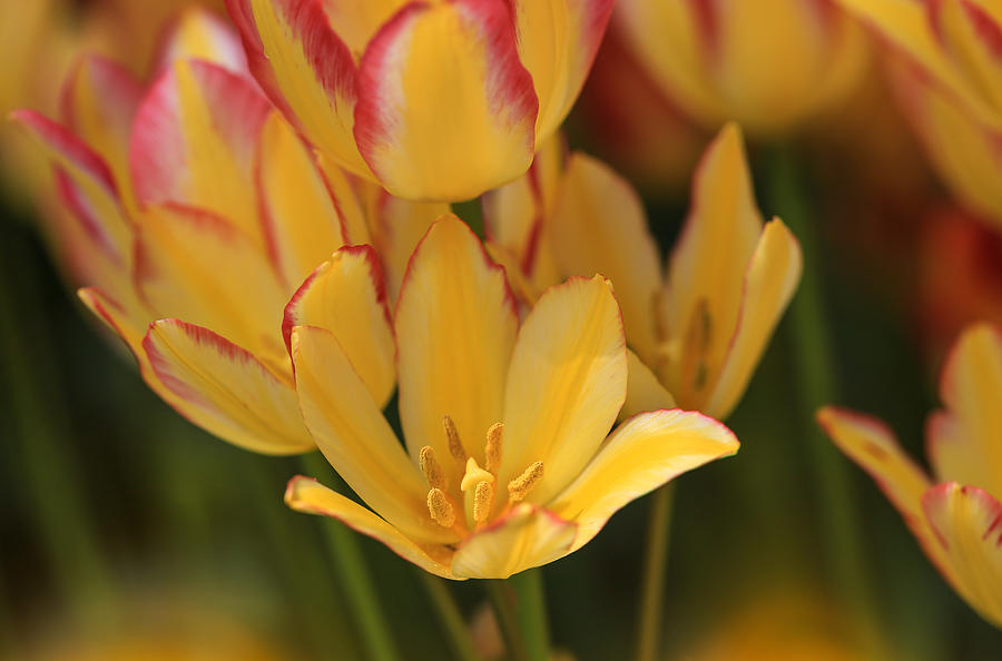 Sun Kissed Tulips Photograph by Rachel Cohen