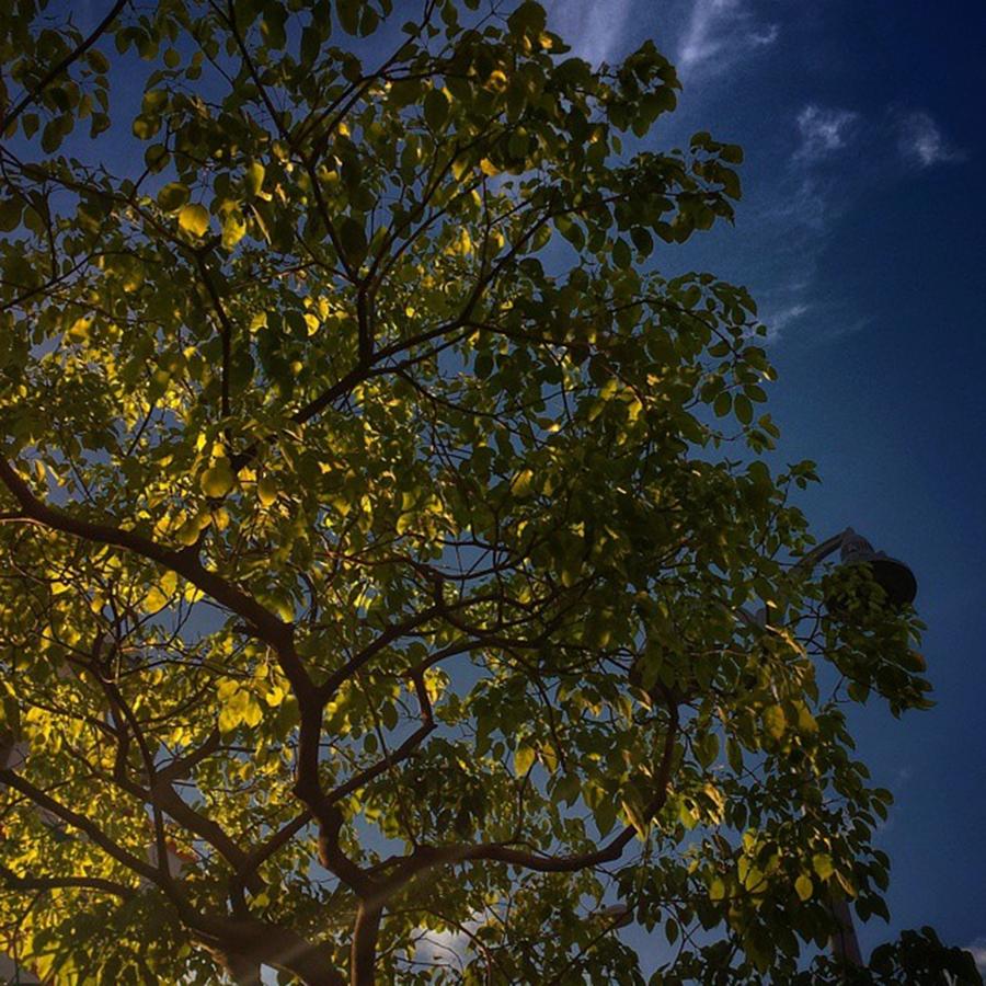 Tree Photograph - Sun Leaves by Casey Asher