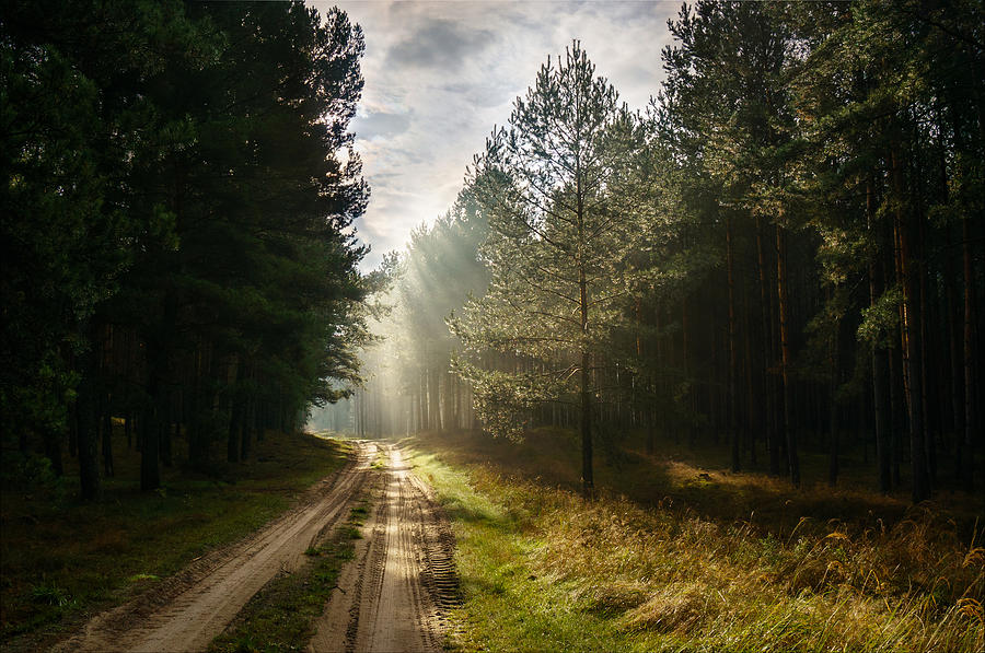 Sun light at pine forest Photograph by Dmytro Korol
