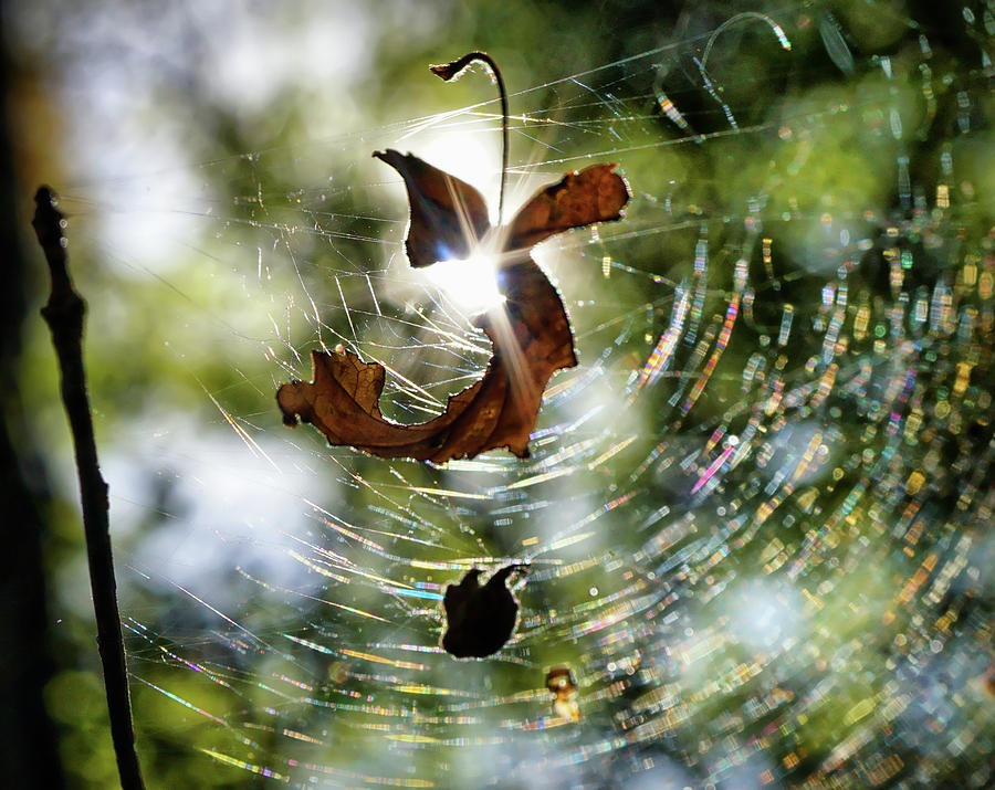Sun light in Spider Web Photograph by Lilia S