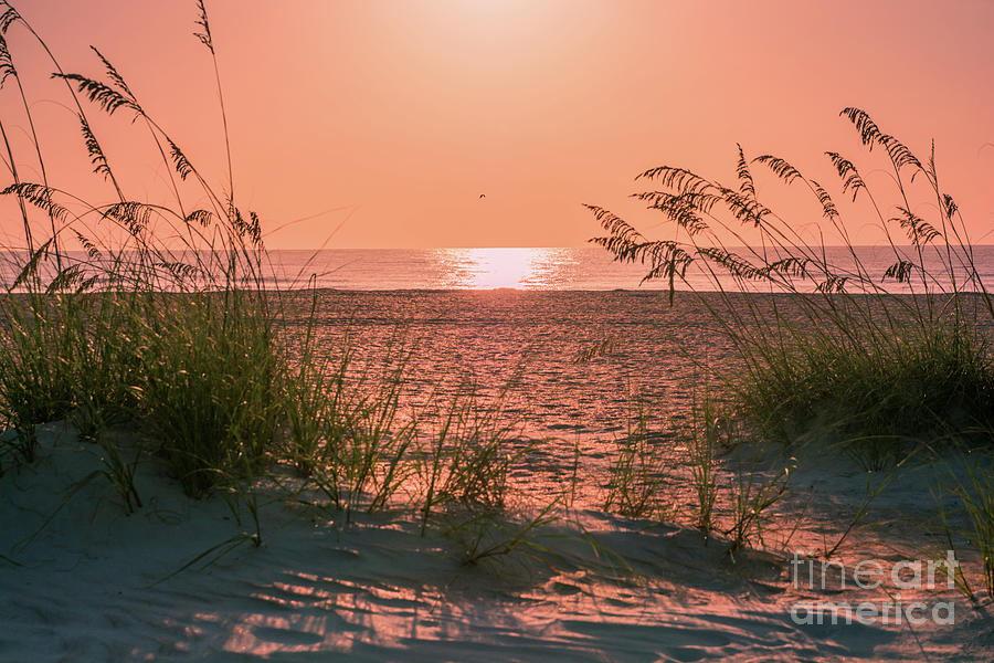 Sun light on the beach Photograph by Zina Stromberg