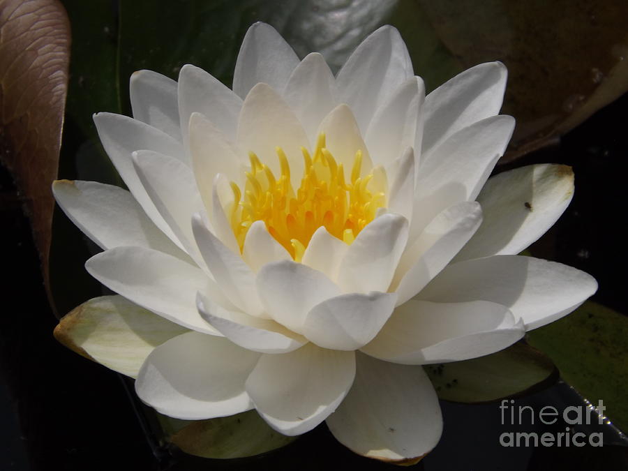 Sun Lit Water Lily Photograph by Lingfai Leung