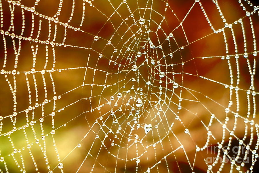Sun Lite Spiderweb Photograph by Elizabeth Dow