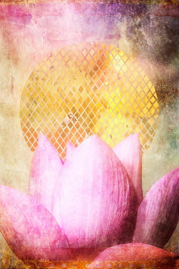 Sun Lotus Photograph by MGL Meiklejohn Graphics Licensing