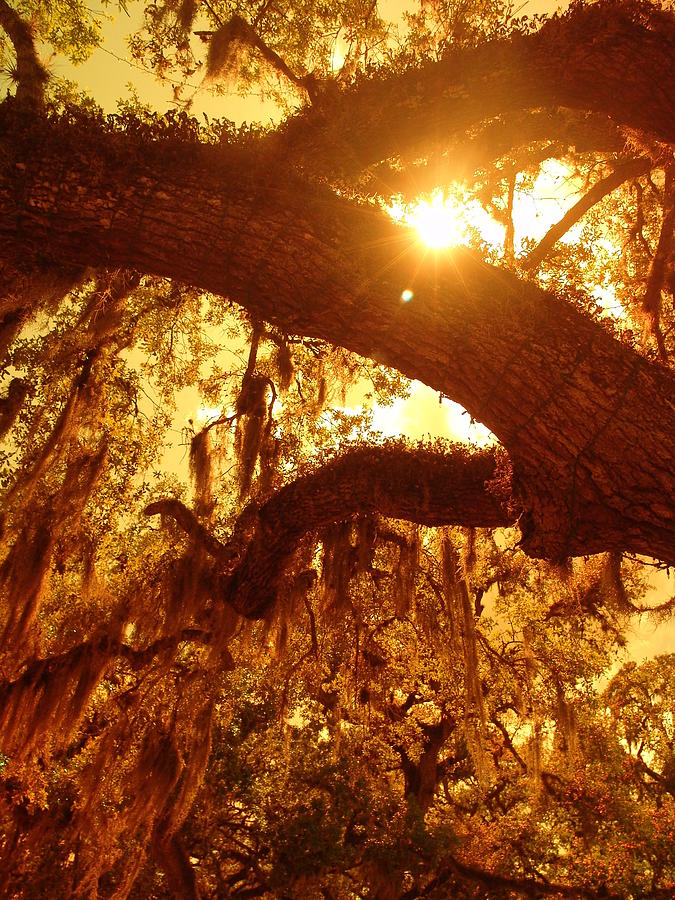Sun Moss Photograph by Florene Welebny