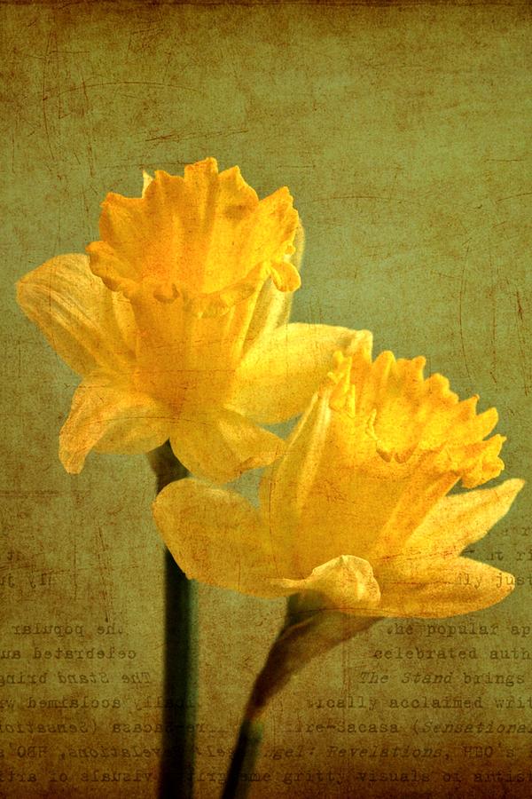 Flower Photograph - Sun on Daffodils by Cathie Tyler